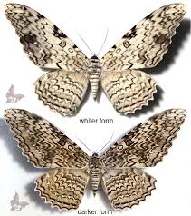 Image result for Arthropteris anniana