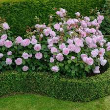 A Border Gives The Rose Garden A Super Neat And Finished Appearance Try Buxus Rose Garden Design Flower Garden Design Roses Garden Care