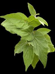 Image result for Helicteres