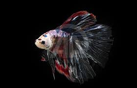 So many more betta pictures. Beautiful Betta Fish Varieties Anadolu Agency
