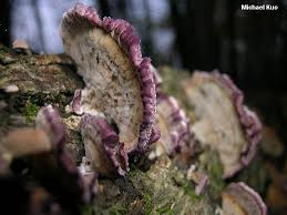 Image result for Trichaptum biforme