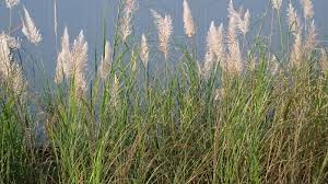 Image result for Saccharum spontaneum