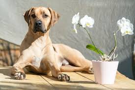 Image result for rhodéský ridgeback