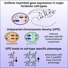 Cell Type Specificity Of Genomic Imprinting In Cerebral Cortex Sciencedirect