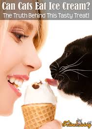 Felineliving Net Cat Ice Cream Brain Freeze What Cats Can Eat