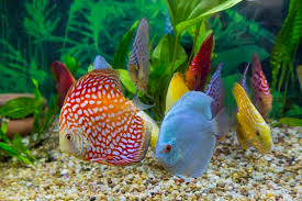 My Discus In Planted Aquarium Diskus