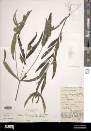 Image result for Aspilia kotschyi