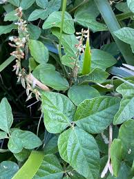 Image result for Neonotonia wightii