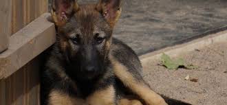 We promote obedience,agility, and lots of love as a family member. German Shepherd Rescue Listings