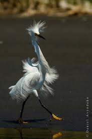 Wild Bird With Crazy Hair Pin By Patty Bishop On Aves Encantadoras Most Beautiful Birds Pet Birds Beautiful Birds