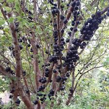 Maybe you would like to learn more about one of these? Pohon Anggur Brazil Ukuran Besar 2 3 Meter Biasa Berbuah Shopee Indonesia