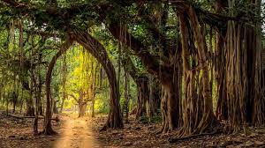 Jeep Trail In Ranthambore National Park India Lewis Kemper Alamy Stock Photo Jeep Trails National Parks Trail
