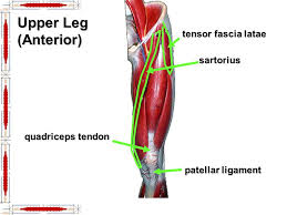 The deep fascia of the leg divides these muscles into three compartments. Hip Lower Limb Muscles Ppt Video Online Download