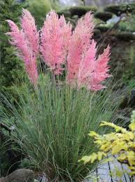Pampasgras Cortaderia Selloana Rosea Planten Vaste Planten Siergrassen