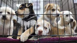 Maybe you would like to learn more about one of these? Henderson Animal Shelter To Host Fee Free Adoption Event This Week News Fox5vegas Com