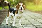 A List of Best Dogs to Own That You Need to Bookmark Right ...