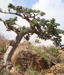 Image result for Sterculia africana