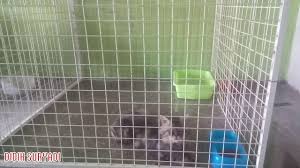 Pembangunan rumah kucing juga harus memenuhi syarat ekonomis. Cara Bikin Kandang Kucing Luas Dan Murah Youtube