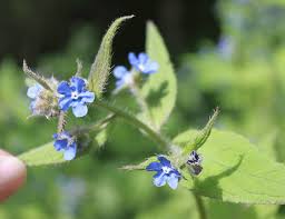 These weeds are experts in skipping mowing sessions, so you need controlled and selective herbicides to get rid of them. Washington State Noxious Weed Control Board