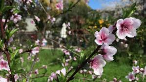 Pink flowering trees in california. Cheery Blossoms In The Spring Stock Footage Video 100 Royalty Free 1008536530 Shutterstock