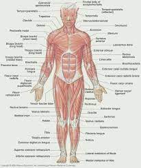 Muscle chart male body parts black background. Front Of Body Muscles Muscles Anatomy Massagetherapy Human Body Muscles Human Body Anatomy Muscular System