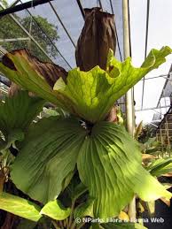 Image result for Platycerium elephantotis