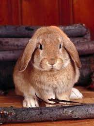 Robbit Mobile Wallpaper Animal Wallpaper Animals Hello Cute