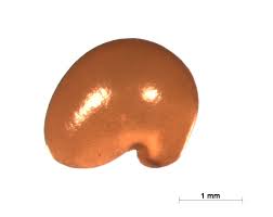 Image result for Crotalaria vallicola