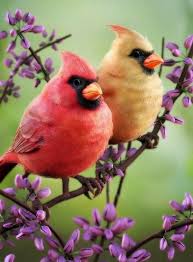 Kardinal Kuslari Pretty Birds Beautiful Birds Cardinal Birds