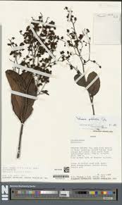 Image result for Tetracera alnifolia