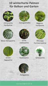 10 Winterharte Palmen Fur Balkon Und Garten Garten Bepflanzen Winterharte Palmen Garten Pflanzen