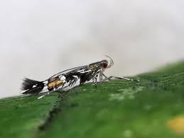 Image result for Telechrysis tripuncta