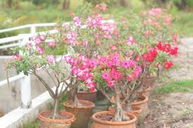 Cara menanam bunga kamboja yang benar kutanam. 6 Cara Menanam Bunga Adenium Agar Berbunga Bagus Nona Tani