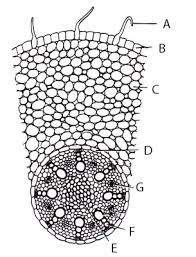 In The Diagram Of Section Of Root Of Maize Different Parts Have Been Indicated By Alphabets Choose The Correct Answer