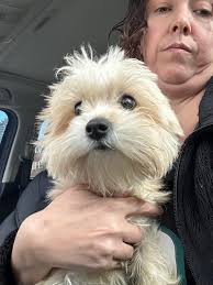 Just enjoying a little PHP. Pizza, hockey & puppers