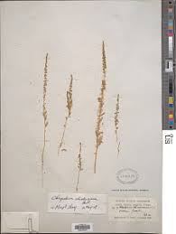 Image result for Dysphania schraderiana