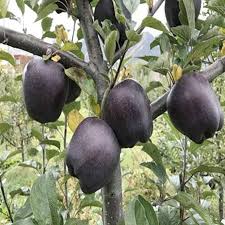 Amazon Com 50pcs Black Diamond Apple Tree Seeds Plants Dwarf Apple Bonsai Perennial Fruit Plant For Home Garden Plants H In 2020 Fruit Plants Black Apple Apple Seeds