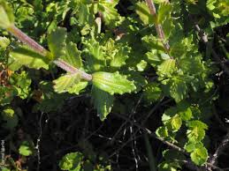 Image result for Xylopia collina