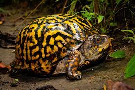 10 Types Of Turtles You Can Have As Pets