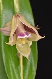 Image result for Polystachya galeata