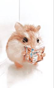 Hamster coklat, humor, binatang, halter, gimnasium, olahraga, marmut, wallpaper hd. Hamster Cute Animals Cute Wild Animals Cute Hamsters In 2021 Cute Hamsters Cute Animals Super Cute Animals