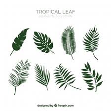 Tropical leaves are a hot trend that's all the rage right now, so we've searched through our vintage image archives here at the graphics fairy to find our favorite botanical prints straight out of th… Palm Leaf Images Free Vectors Stock Photos Psd
