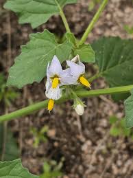 Image result for Solanum sp.no.2