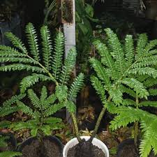 Image result for Ptisana