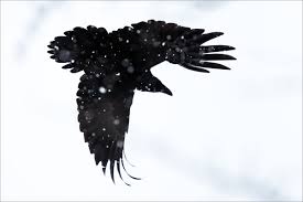 Grunge raven vector silhouette stock illustration by lhfgraphics 109 / 8,313 raven vector clip art by abrakadabra 55 / 6,546. Raven Christopher Martin Photography