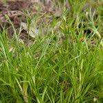 Image result for Isolepis fluitans