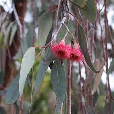 In late summer attractive clusters of white flowers appear on established trees, this is a great plant to bring a splash of colour into the garden. Small Gum Trees Or Eucalypts Nurseries Online