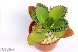 This is the currently selected item. Kalanchoe Pinnata Succulents Planting Succulents Jade Plants