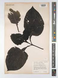 Image result for Brillantaisia madagascariensis