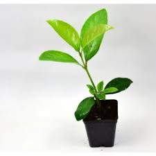Il miglior codice sconto mondo piante per ottobre 2020. Sale Of Garden Plants Indoor And Outdoor Plants Mondo Piante Floricultural Nursery